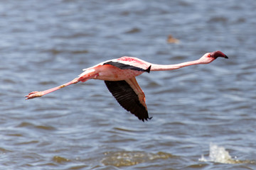 Flamingo Flying - Namibia