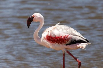 Flamingo - Namibia