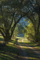 Fototapeta premium Country Road