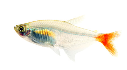Glass bloodfin tetra