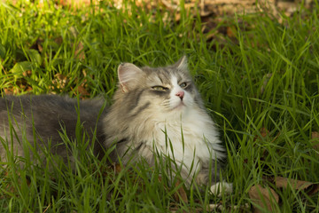 gatto sfinge2-Exposure