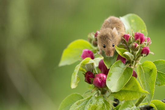 Eurasian harvest mouse (Micromys minutus), Devon