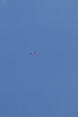 light aircraft in the sky