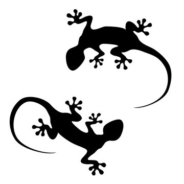 Vector lizard icons isolated on white