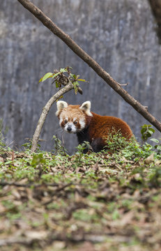 A lesser panda (red panda) in a wildlife reserve in India where tourists can observe this endangered animal, Darjeeling