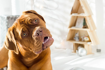 Dogue de bordeaux looking cute. 