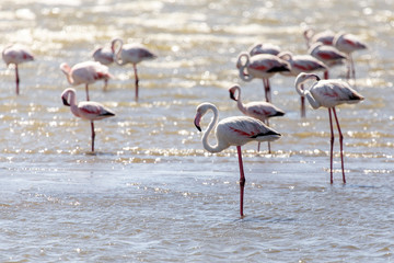 Flamingo - Namibia