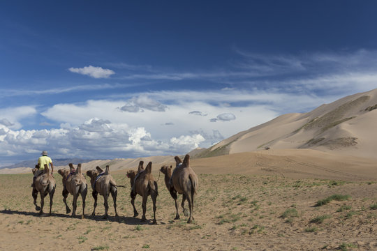 Bactrian camel train along base of huge sand dunes, blue skies on a summer evening, Khongoryn Els, Gobi Desert, Mongolia