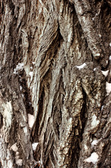 tree bark in the background