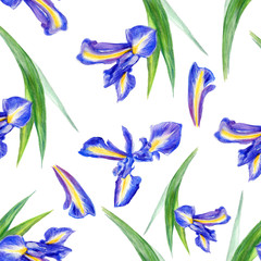 Watercolor iris flower, hand drawn botanical illustration isolated on white background, seamless floral pattern, design for wedding invitation, card, beauty salon, florist shop, decorative cosmetic
