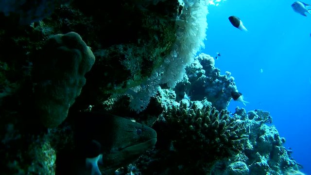 Giant Moray - Gymnothorax coral peeking out and looking at the school of fish floating near her
