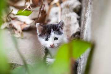 Scared kitten hiding between leaves