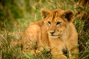 Naklejka na ściany i meble Wild lion cub rests in grass