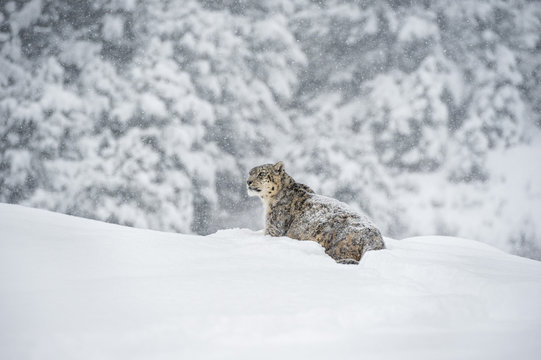 Snow leopard (Panthera india), Montana