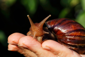 the big Achatina snail