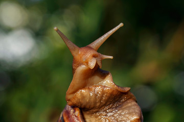 the big Achatina snail