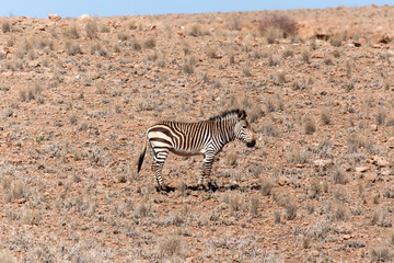 Fototapeta na wymiar Mountain Zebra at Sossusvlei, Namibia
