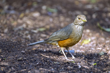 Rufous-bellied thrush, bird symbol of Brazil