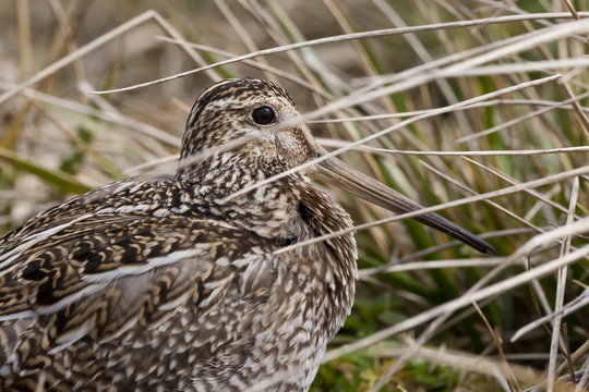 Magellanic snipe (Gallinago magellanica magellanica) hides in grassland, Sea Lion Island, Falkland Islands