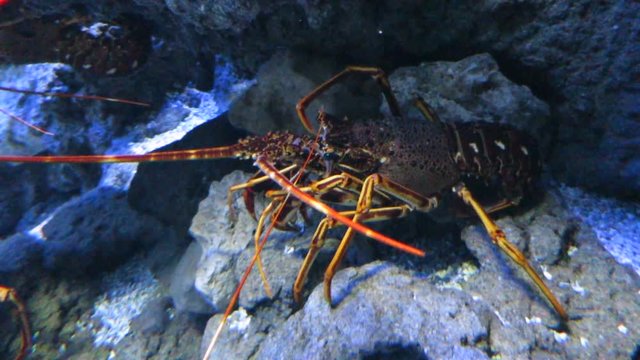 saltwater fish named lobster or Palinuridae, side moving its antennae and claws in aquarium
