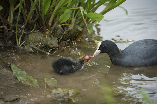 Coot (Fulica), young chick feeding, Gloucestershire