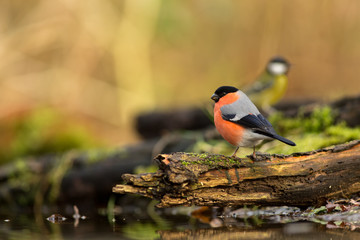 Bullfinch