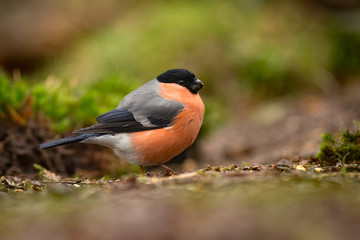 Bullfinch