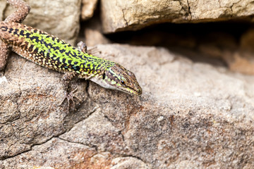 Sicilian wall lizard (Podarcis waglerianus) 