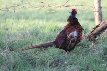 common pheasant