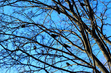 Crows on a branches of the tree