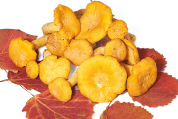 Heap of chanterelle mushrooms on aspen leaves