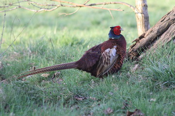 common pheasant