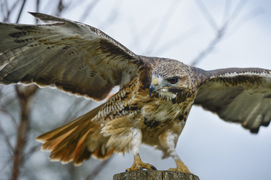 Red tailed hawk, an American raptor, bird of prey