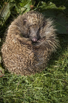 Hedgehog (Erinaceinae), Devon