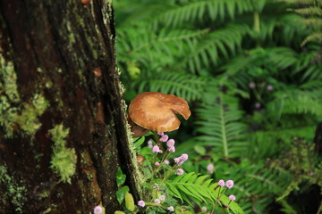 Wild mushroom on mossy trunk in the forest