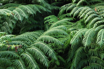 Green leaf background abstract green bush of fern