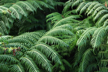 Fototapeta na wymiar Green leaf background abstract green bush of fern