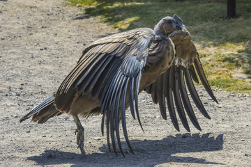 Andenkondor (Vultur gryphus)