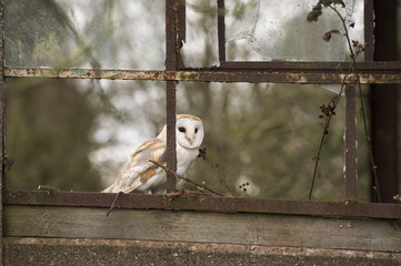 Barn owl (Tyto alba), Herefordshire
