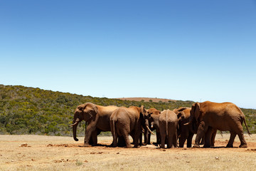 Bush Elephants grouping together