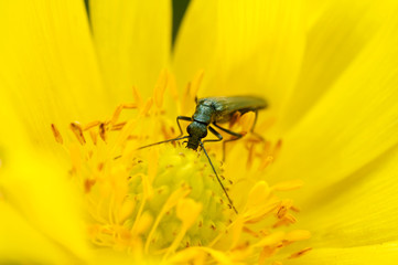 bug sits on a yellow flower