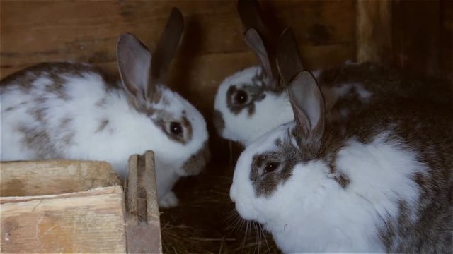 Young rabbits in a hutch European Rabbit - Oryctolagus cuniculus 