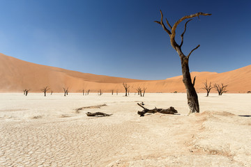 Dead Vlei - Sossusvlei, Namibia