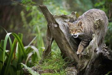 Scottish wildcat (Felix silvestris), Devon