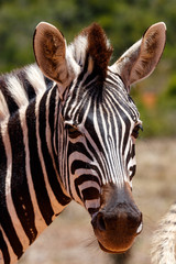 Zebra stopping and looking at you