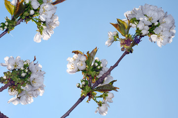 Blossoming Peach tree (Prunus persica)