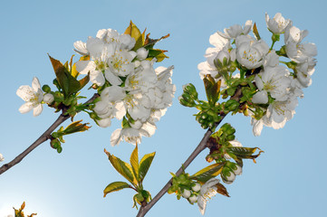Blossoming Peach tree (Prunus persica)