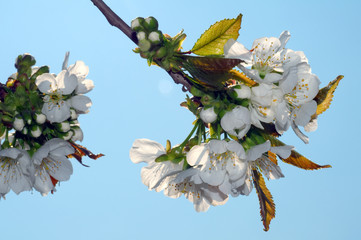 Blossoming Peach tree (Prunus persica)