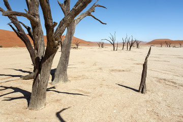 Dead Vlei - Sossusvlei, Namibia