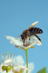 Honey bee (Apis mellifera) collecting pollen, Ukraine, Eastern E